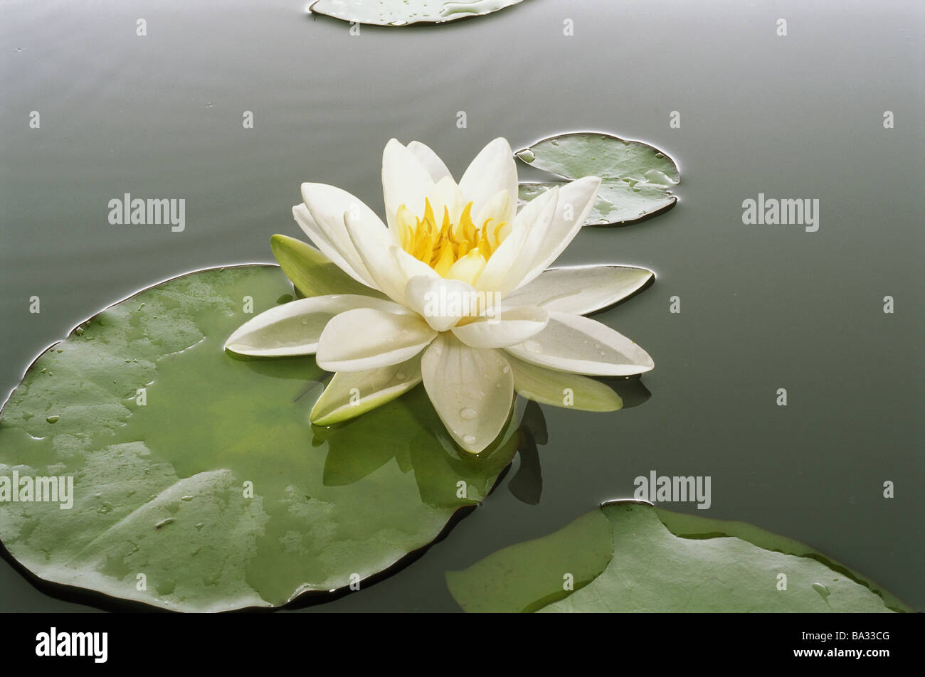 SeeroseTeich Seerose Nymphaea Alba Bloom Serie weiß Meer Teich