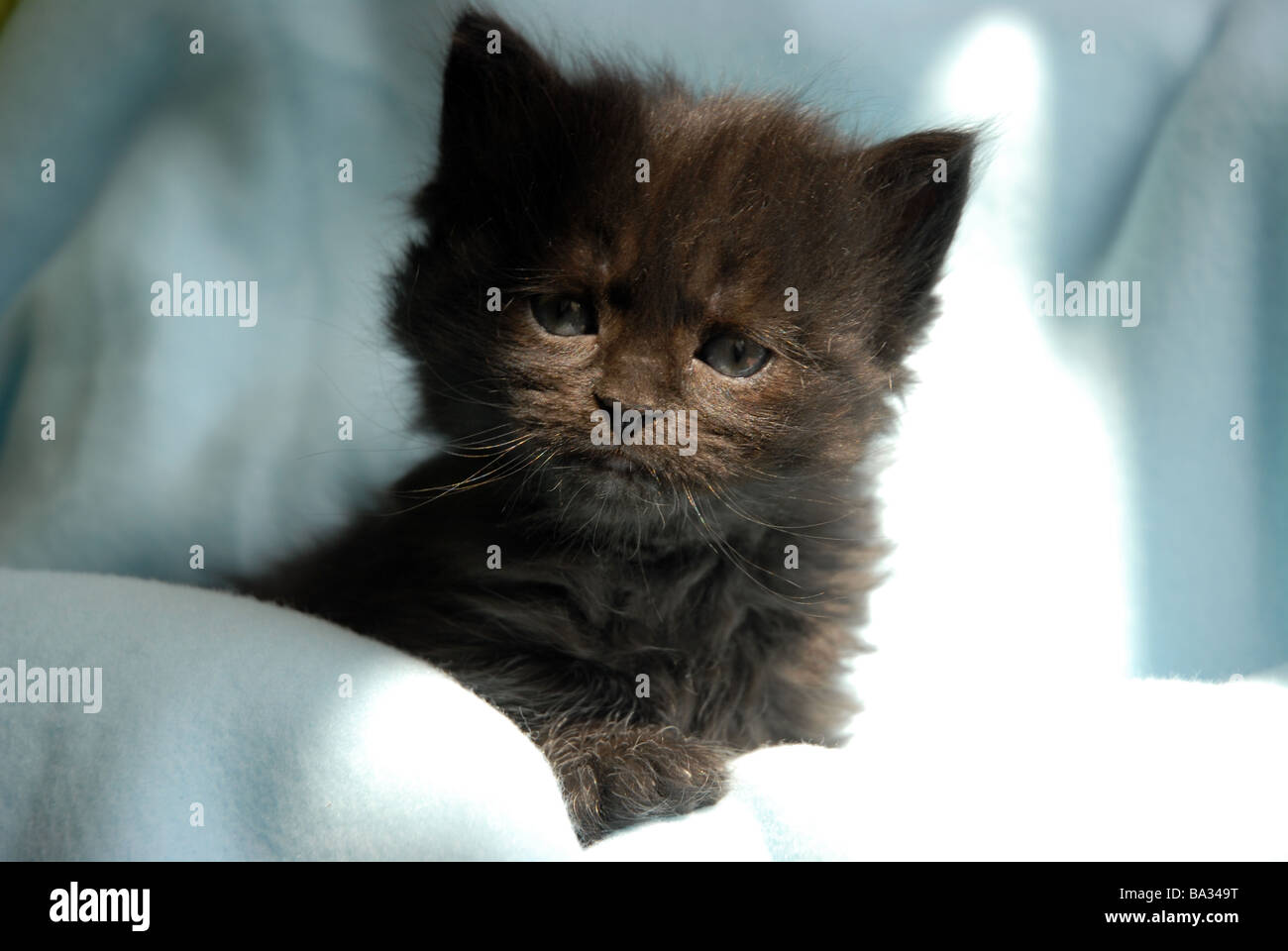 schwarze, langhaarige Kätzchen, 5 Wochen alt Stockfoto