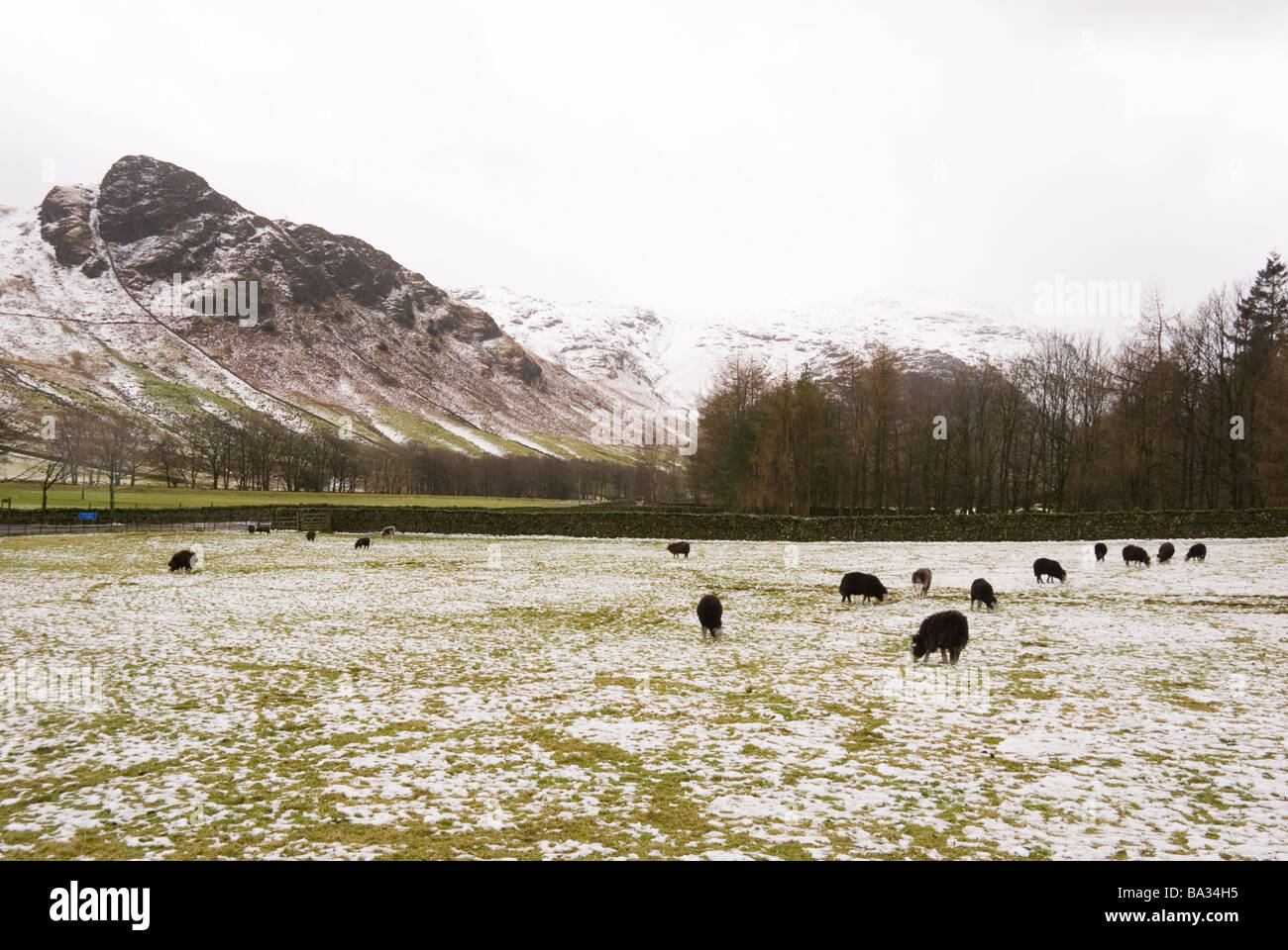 Schafe weiden im Winter Schnee unter Berg Klippen von Langdale Pikes Seenplatte Cumbria England Stockfoto