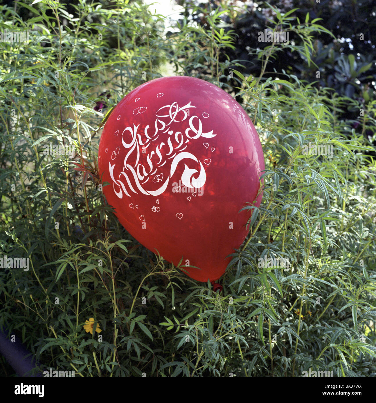 Vordere Gartenpflanzen Ballon schreiben "genau verheiratet" Sträucher roter grüner Ballon Hochzeit bekommt gefangen Feier Party Konzept Stockfoto