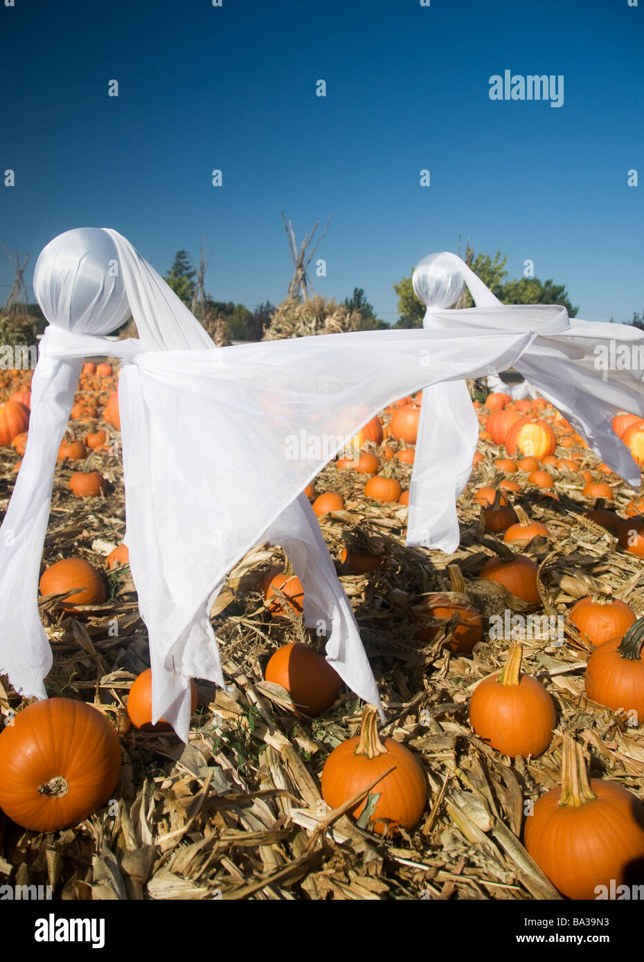 Halloween Pumpkin Patch Stockfoto