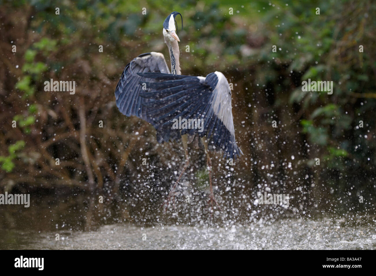 Ardeidae Ardea Cinerea Graureiher, immer bereit, ein Entlein, Cherry Hinton Cambridge UK fangen Stockfoto