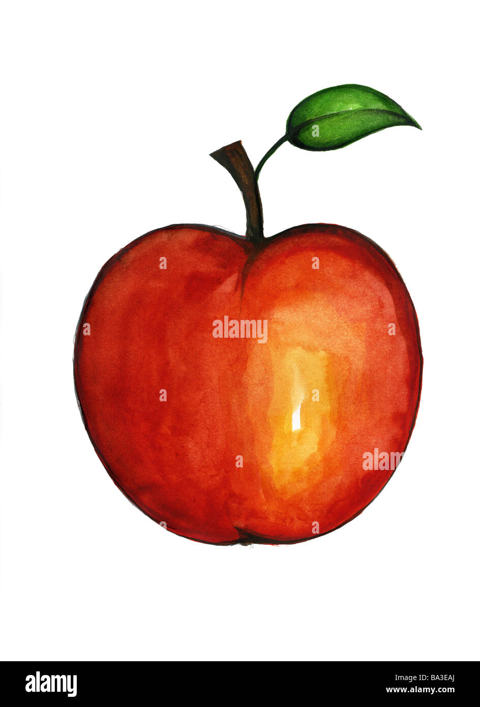Illustration Grafik Zeichnung Aquarell Obst Kernel-Apfelfrucht Frucht rote Apfel-Art Malus Ernährung gesunde vitaminreiche Stockfoto