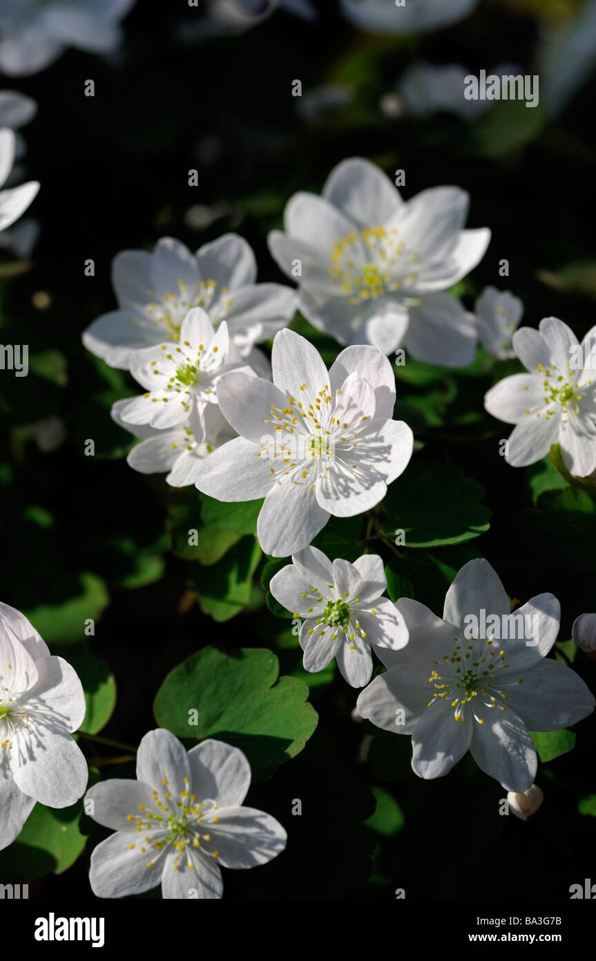 Anemonella Thalictrum Thalictroides Rue-Anemone weißen zarten Frühling Wildblumen Great Smoky Mountains Nationalpark tennessee Stockfoto