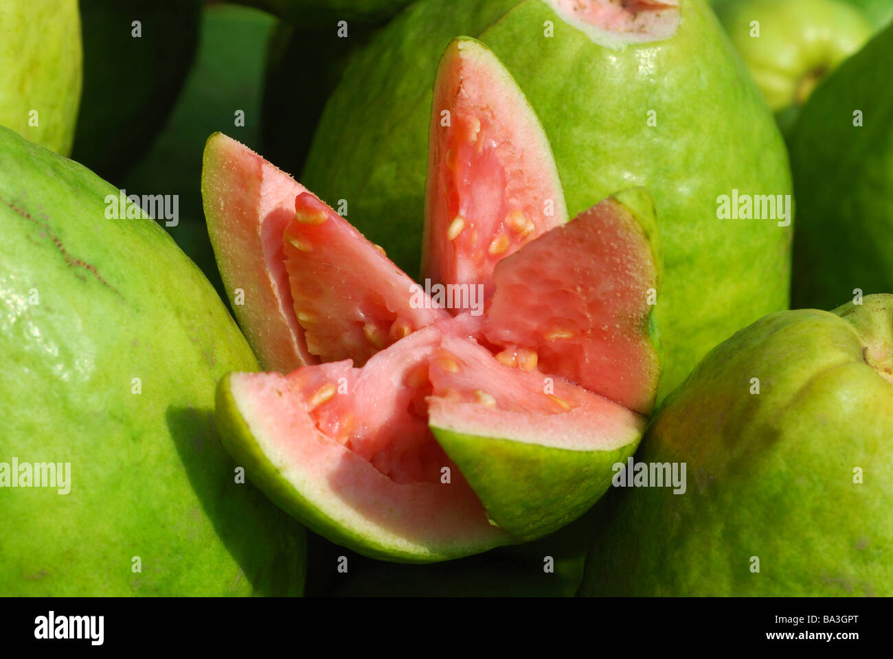 Guave, Peru zu verkaufen, Gemüsemarkt, Pune. Wissenschaftliche Info - Familie: Myrtaceae, Arten: Guave Stockfoto