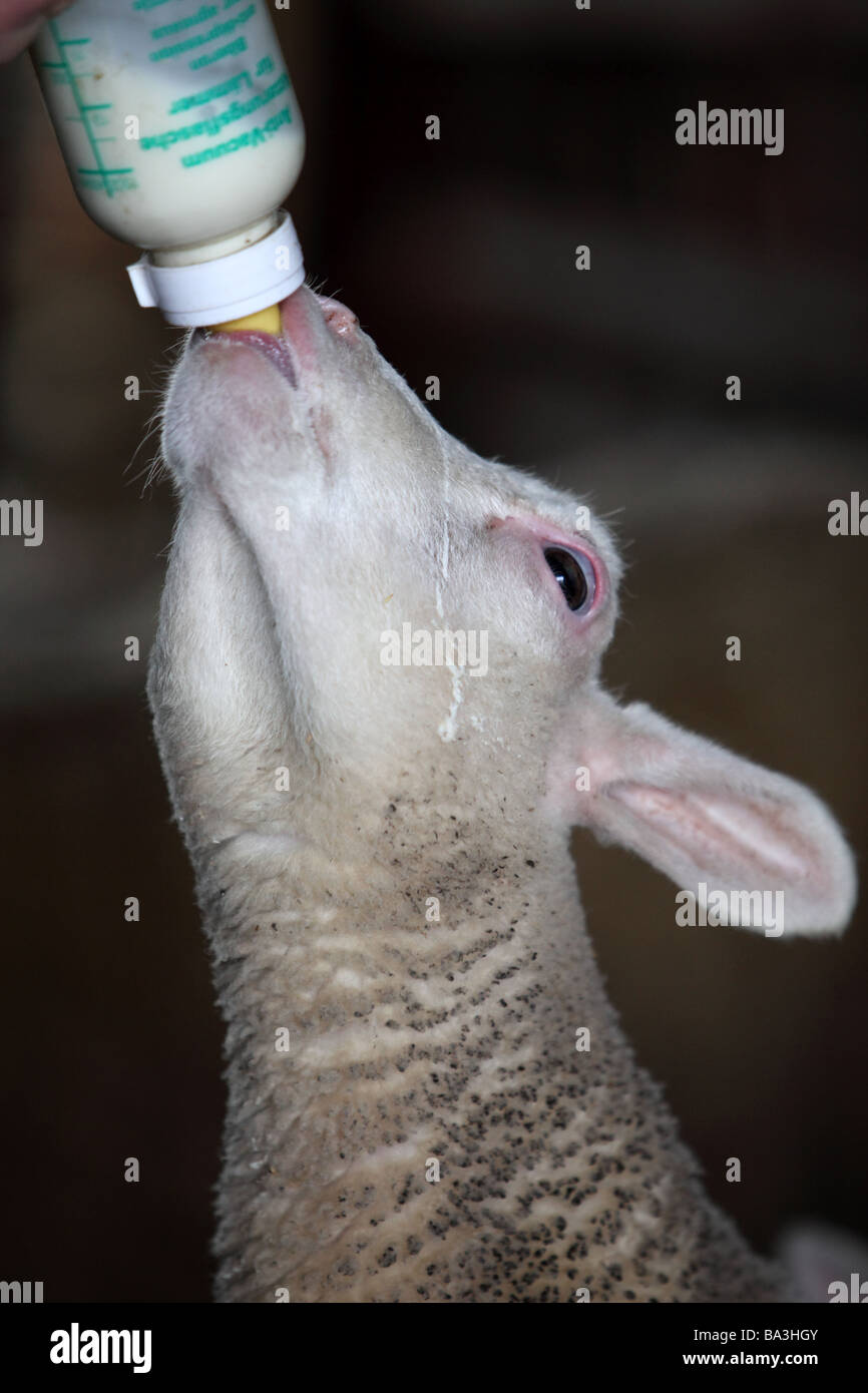 Kopf und Hals schoss eines Lammes Flasche Milch gefüttert werden. Stockfoto