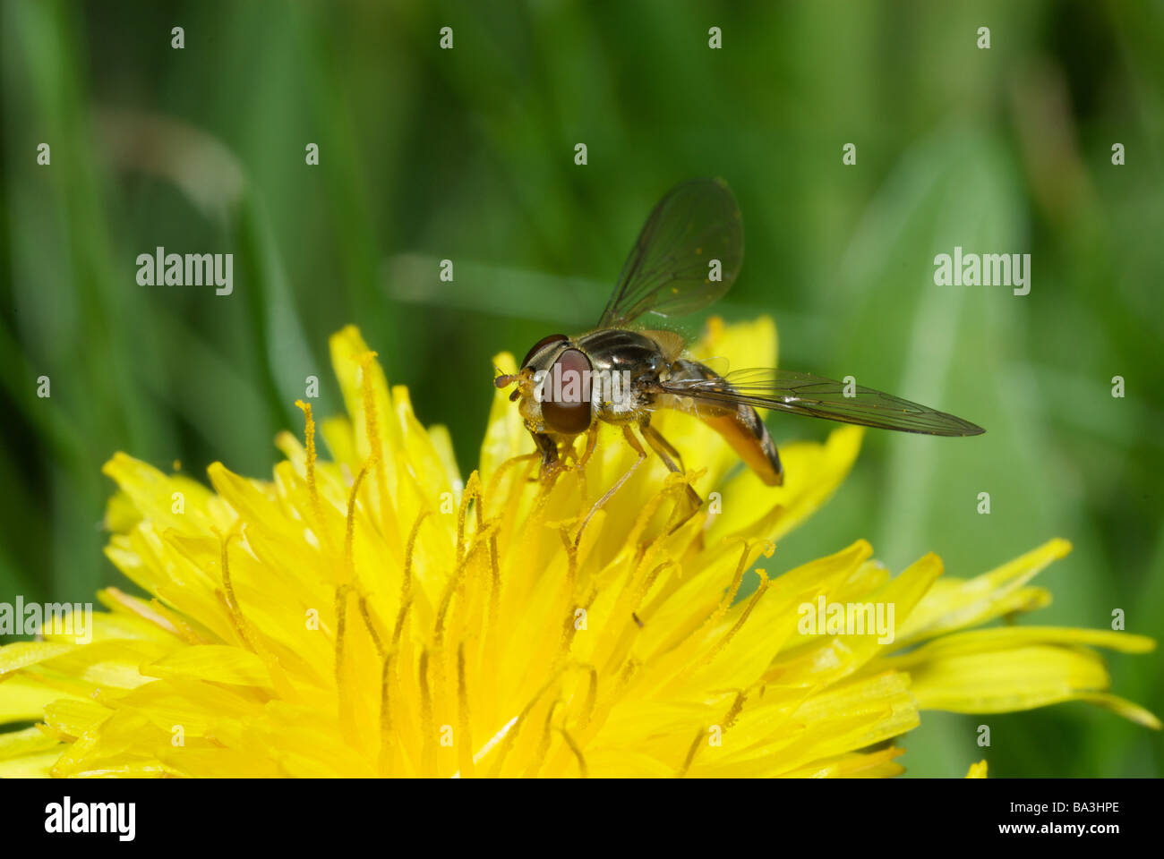 Hoverfly oder Blume fliegen auf einem Löwenzahn, Kent, UK Stockfoto