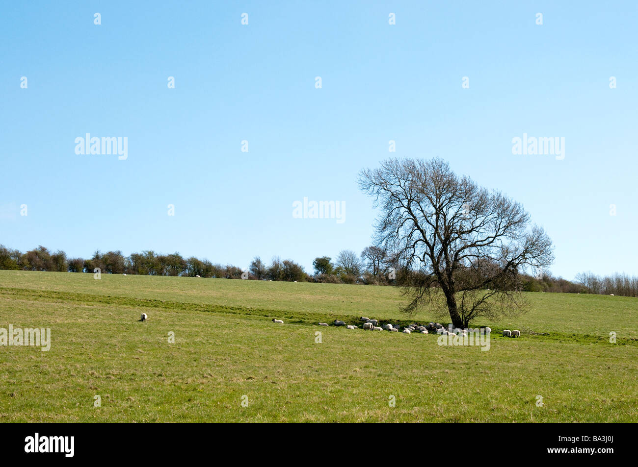 Schafe weiden unter einem Baum in der Nähe von Old Wichester Hill in den South Downs National Park in England Stockfoto