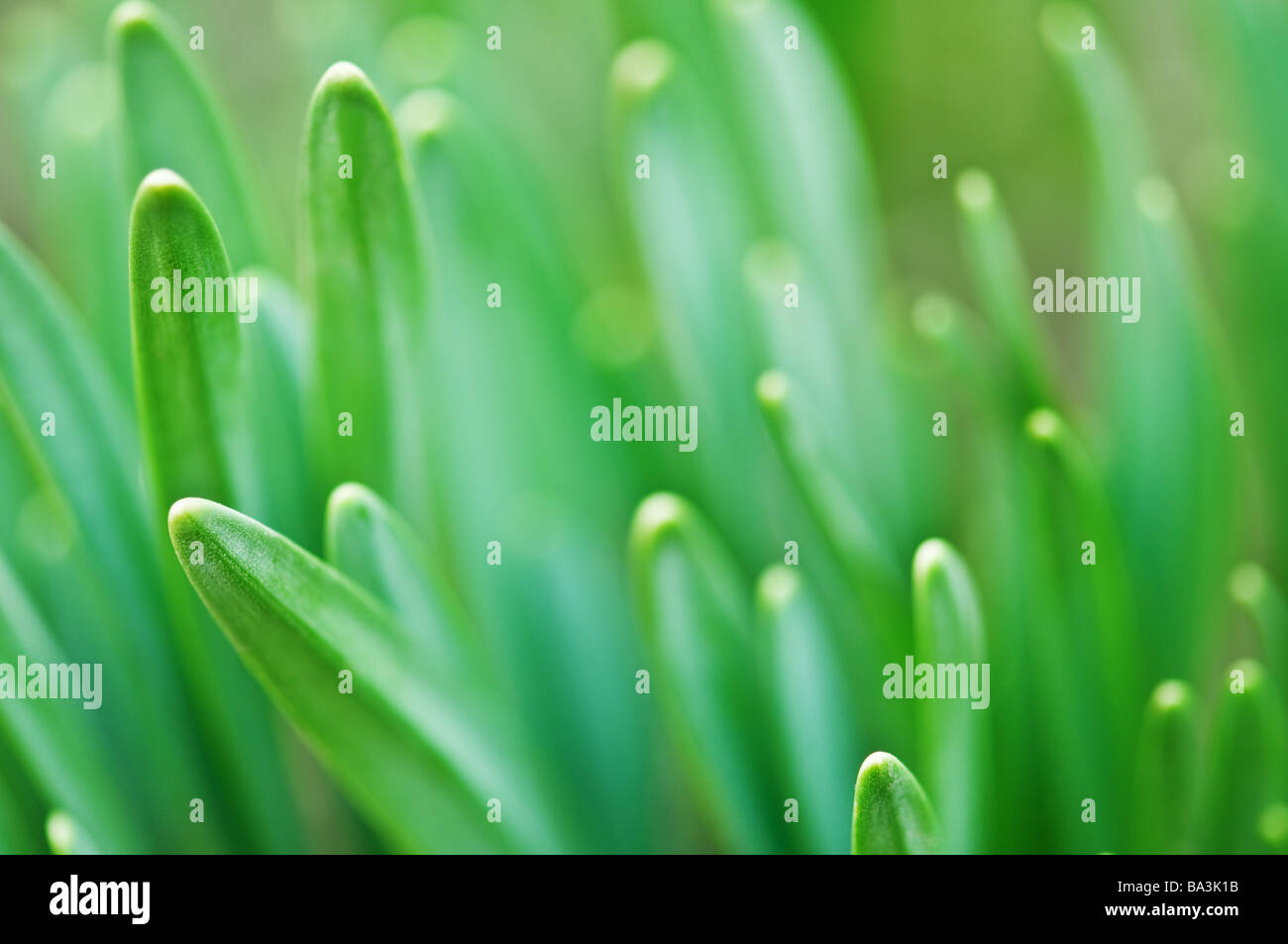 Grasgrün closeup Stockfoto