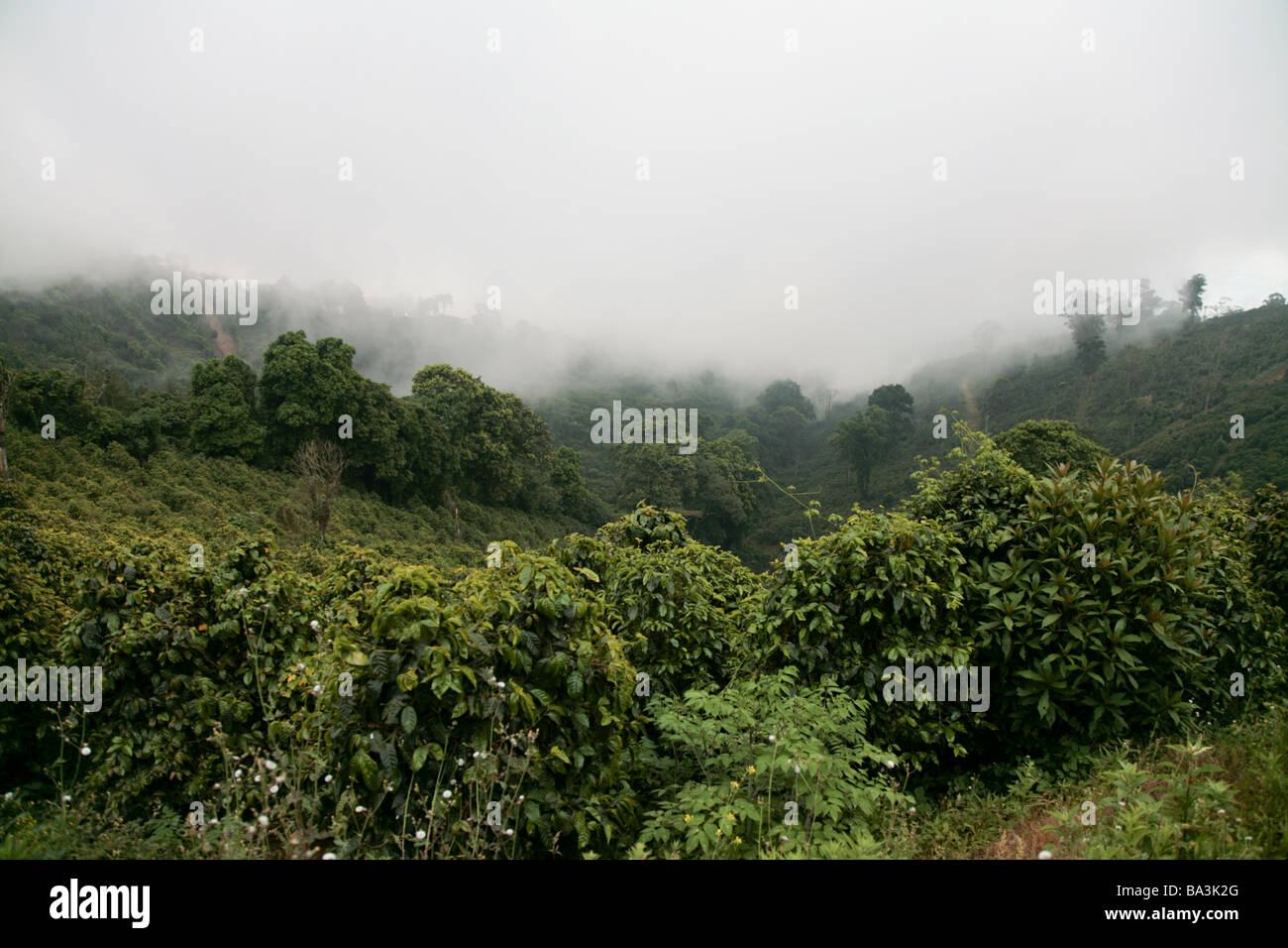 El Salvador Coffee Plantation Stockfotos Und Bilder Kaufen Alamy
