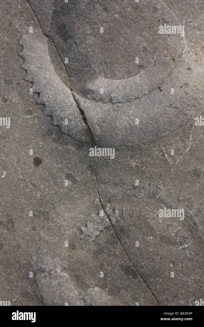 Zwei Ammoniten Fossilien in Stein am Strand zwischen Lyme Regis und Seaton Dorset Stockfoto