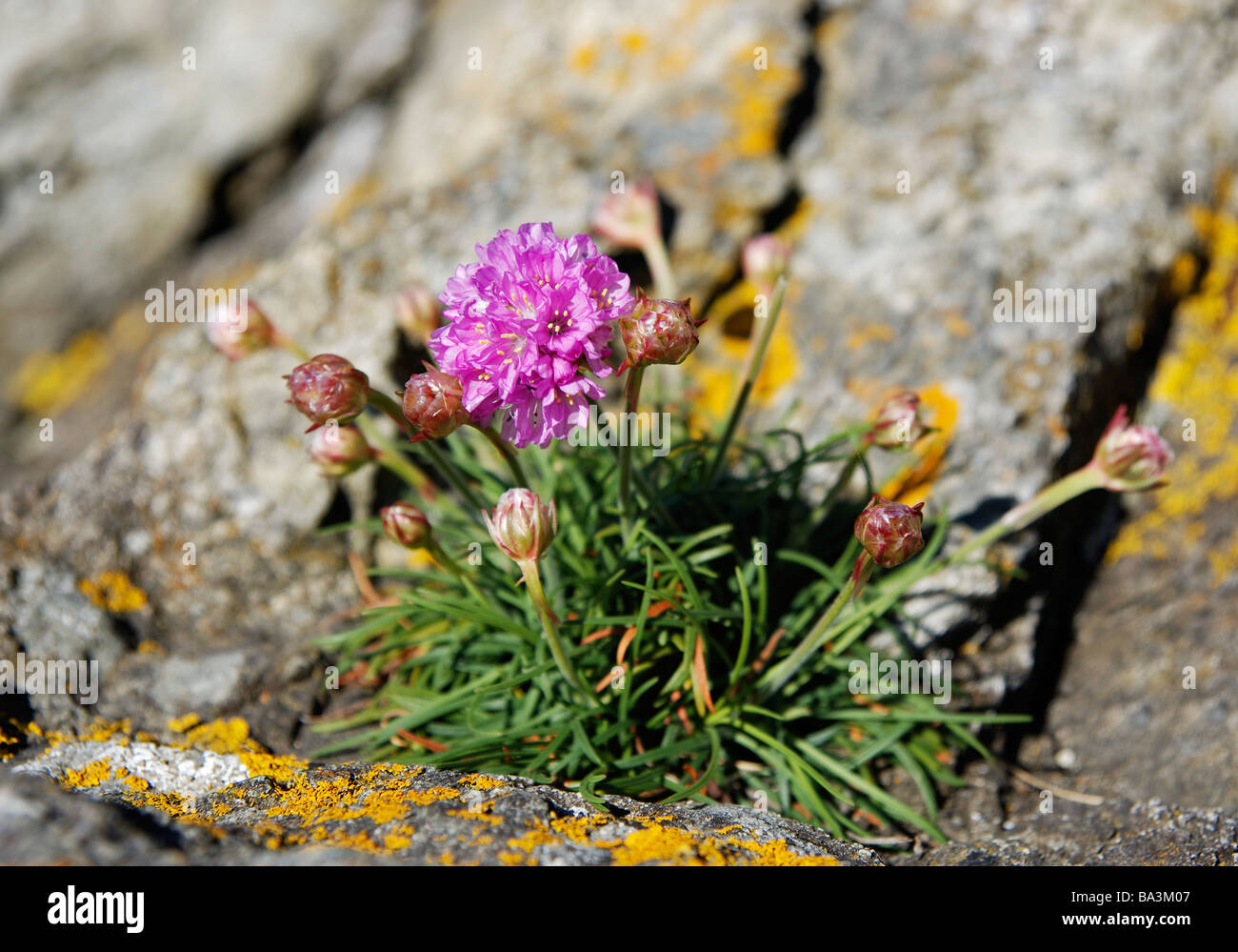 Sparsamkeit Pflanze blüht in einer Küstenstadt Felsspalte, Cornwall, uk Stockfoto