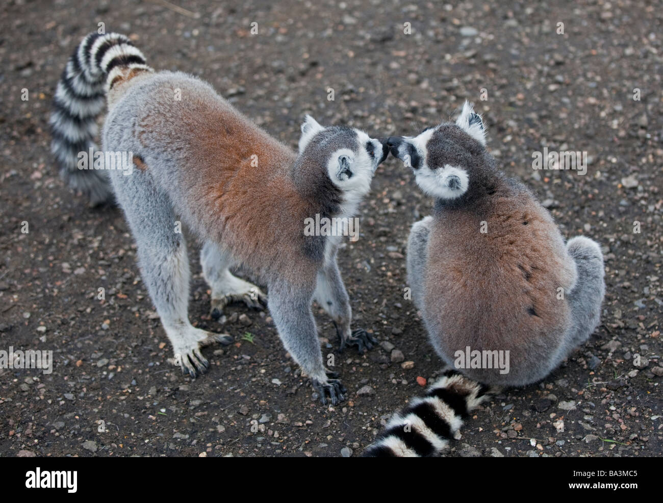 Ring-Tailed Lemuren (Lemur Catta) küssen Stockfoto
