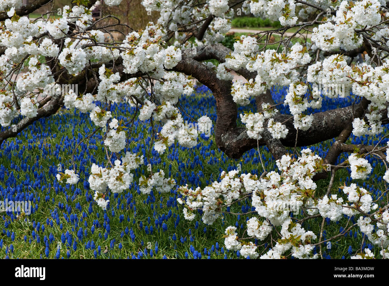 Prunus shirotae. Japanische Kirschbaum in Blüte RHS Wisley Gardens. Surrey, Großbritannien Stockfoto