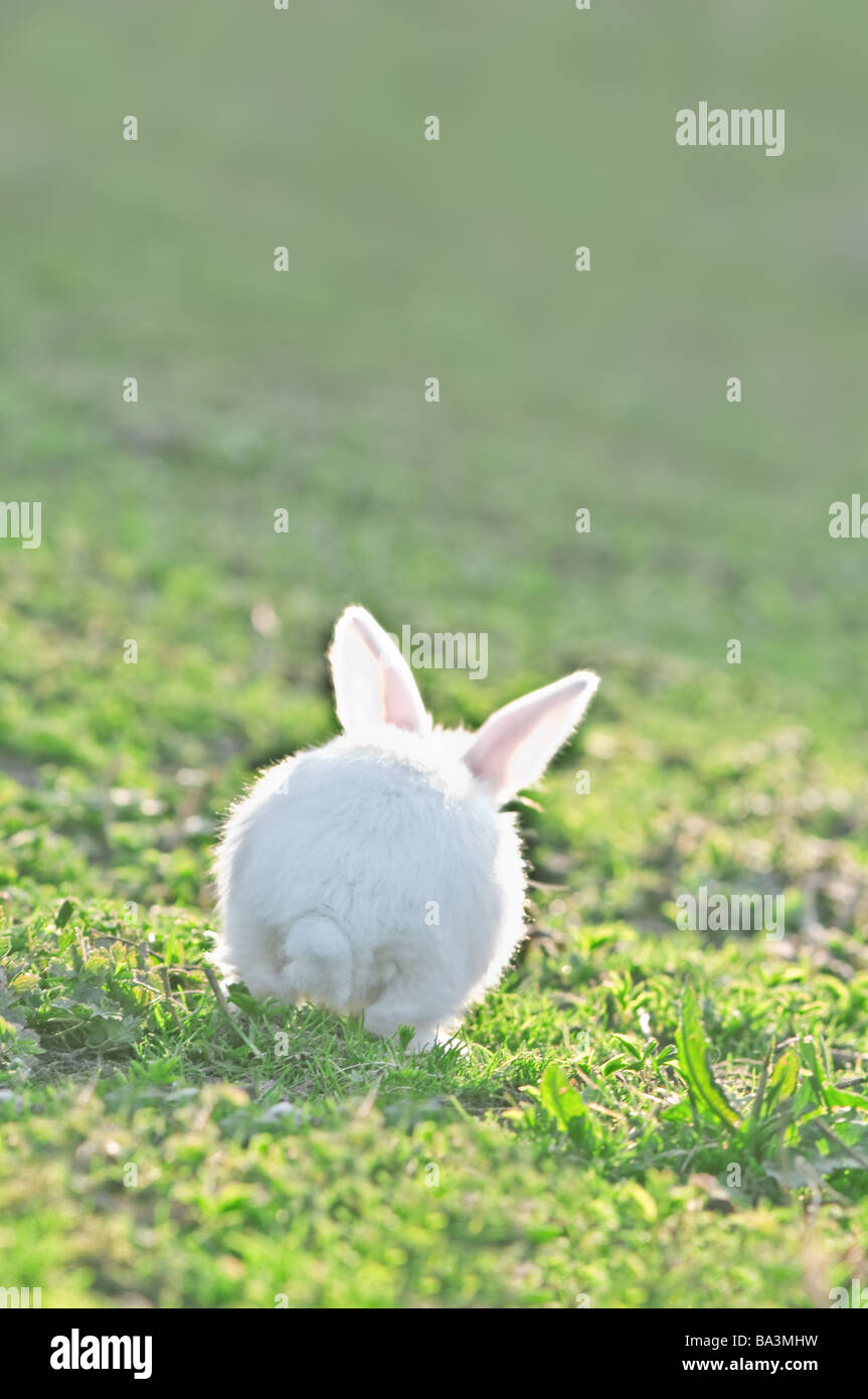 weißes Kaninchen auf dem grünen Rasen Stockfoto