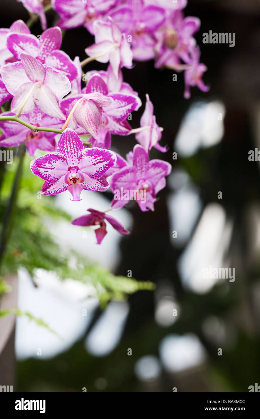 Phalaenopsis Orchidee "Miss Cuba", Moth Orchid. RHS Wisley Gärten Glasshouse, Surrey, England Stockfoto