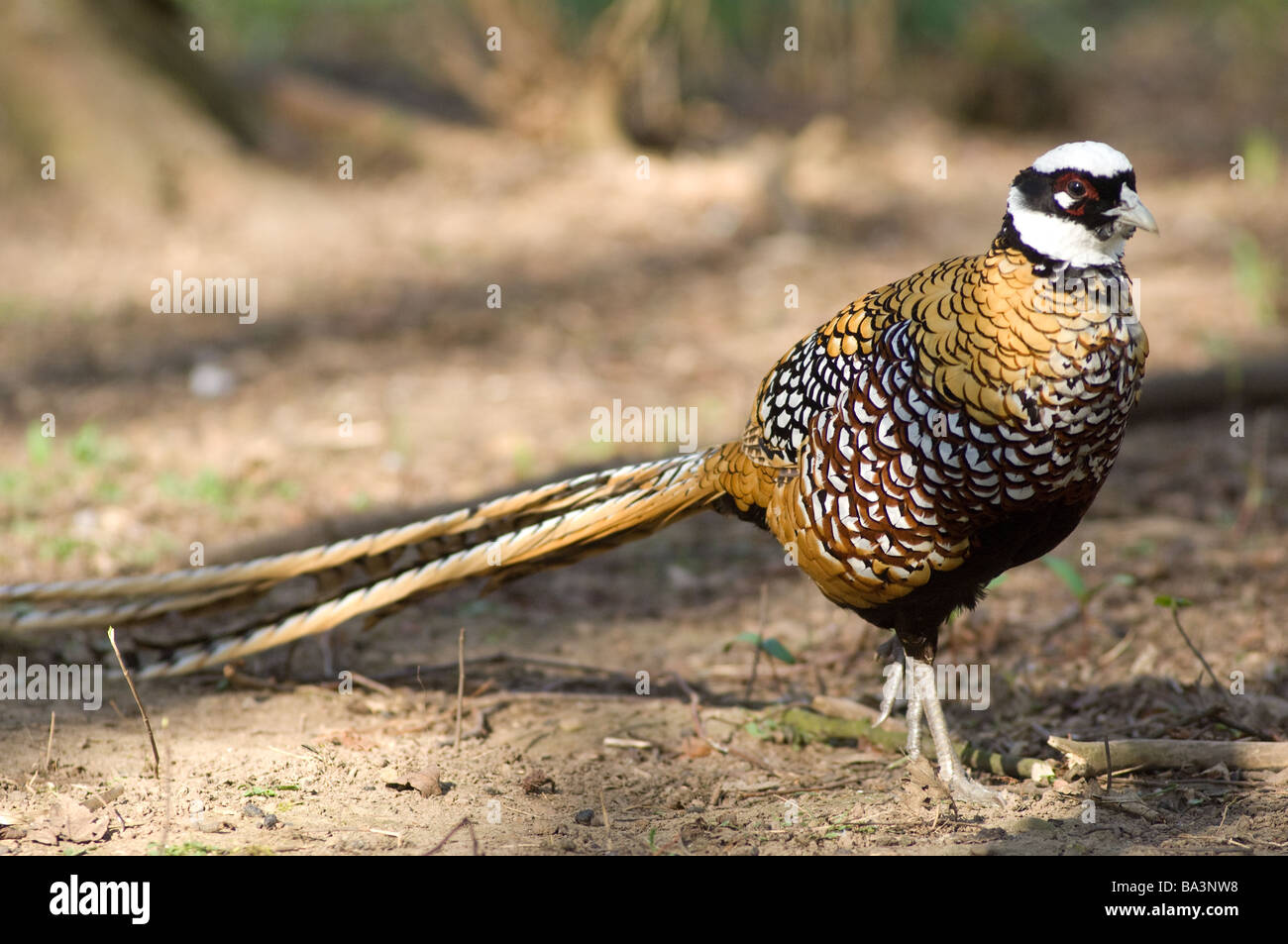 Reeves Fasan in einer Waldlichtung Stockfoto