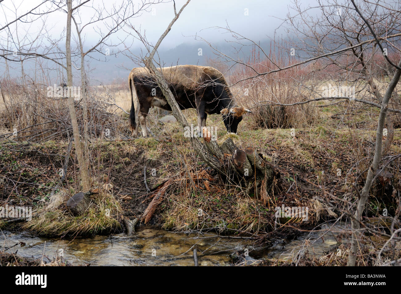 Kuh stehend in einem Feld gegenüber einem Stream.  Predela, ländliche Bulgarien, in der Nähe des beliebte Skigebiets Bansko. Stockfoto