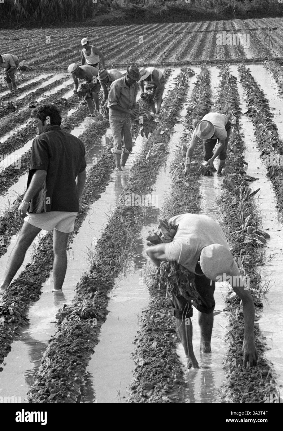 70er Jahre, schwarz / weiß Foto, Agrarwirtschaft, Feldarbeit, Landarbeiter in der Huerta in der Provinz Valencia Arbeit im Gemüsebau, im Alter von 40 bis 60 Jahre, Spanien, Valencia Stockfoto