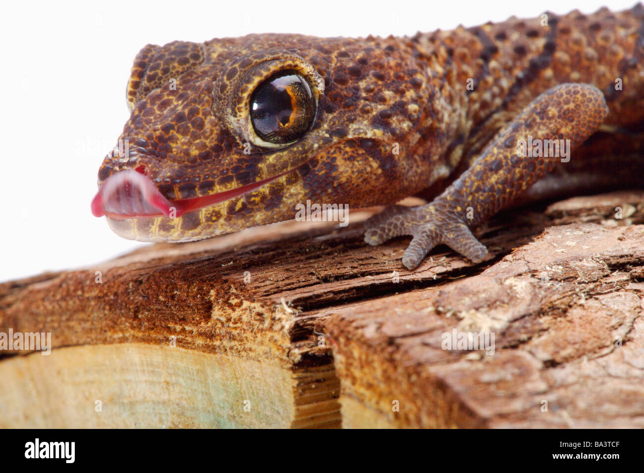 Panther Gecko auf Baumstamm Stockfoto