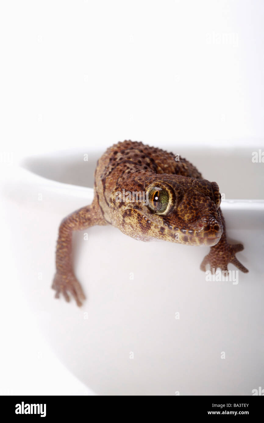 Panther Gecko am Rand der Tasse vor weißem Hintergrund hautnah Stockfoto
