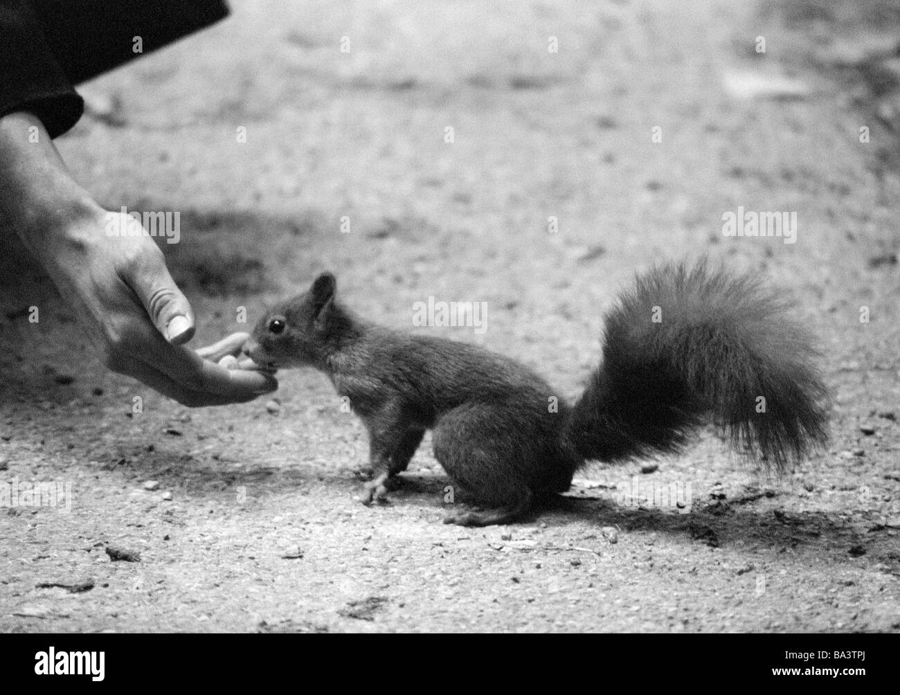 schwarz / weiß Foto, Natur, Tierwelt, eurasische Eichhörnchen isst aus einer menschlichen Hand, Sciurus vulgaris Stockfoto