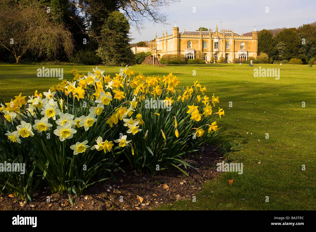 Missenden Abbey Frühling Narzissen buckinghamshire Stockfoto