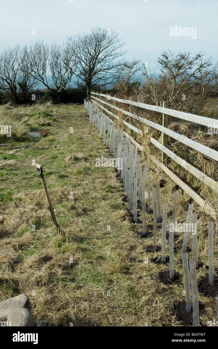 Eine Linie junger gemischter Heckenpflanzen mit Kaninchenschutz In einem Feld Stockfoto