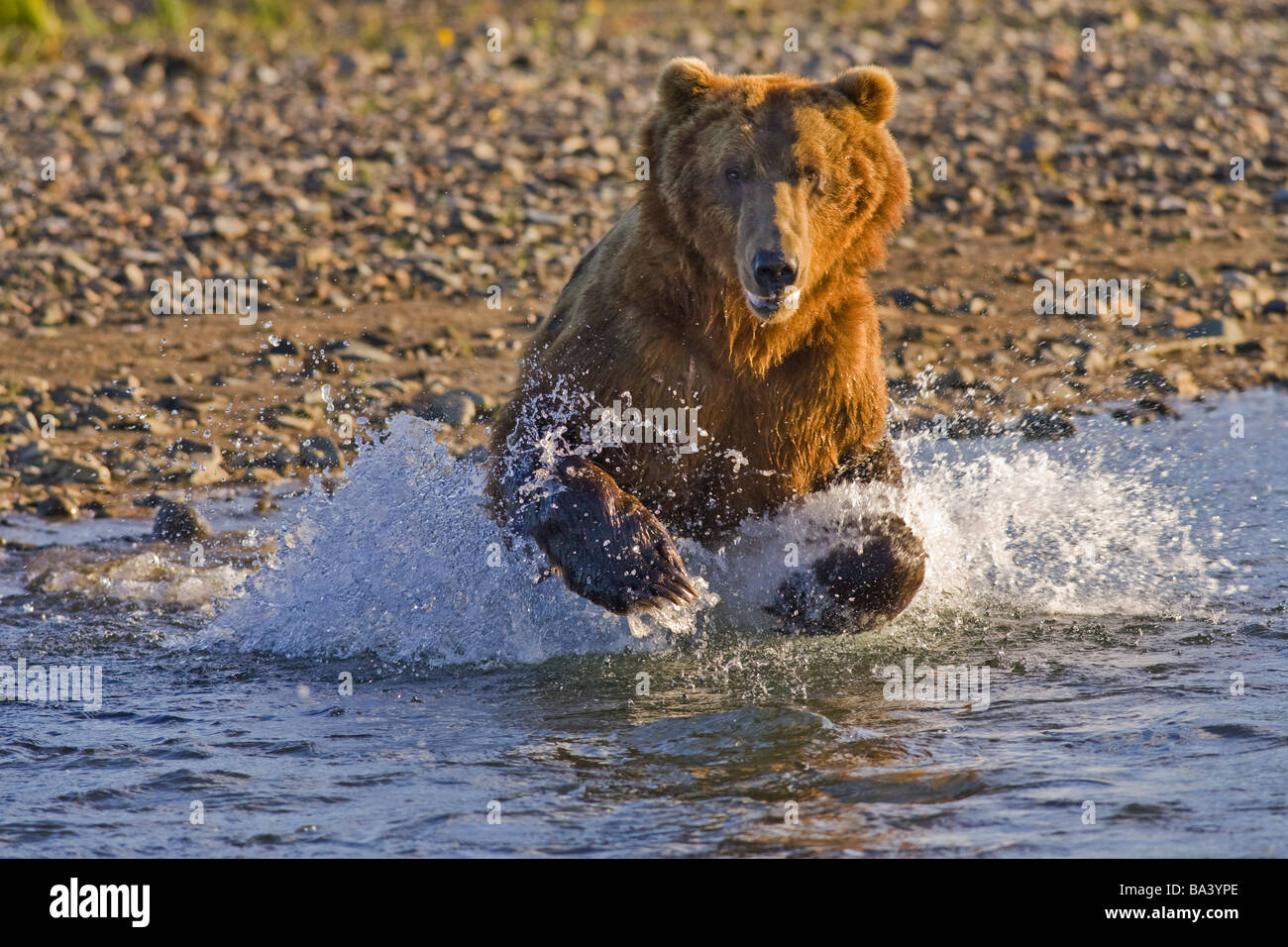 Brauner Bär Jagd nach Lachs im Bereich Kaguyak des Katmai Nationalpark, Alaska Stockfoto