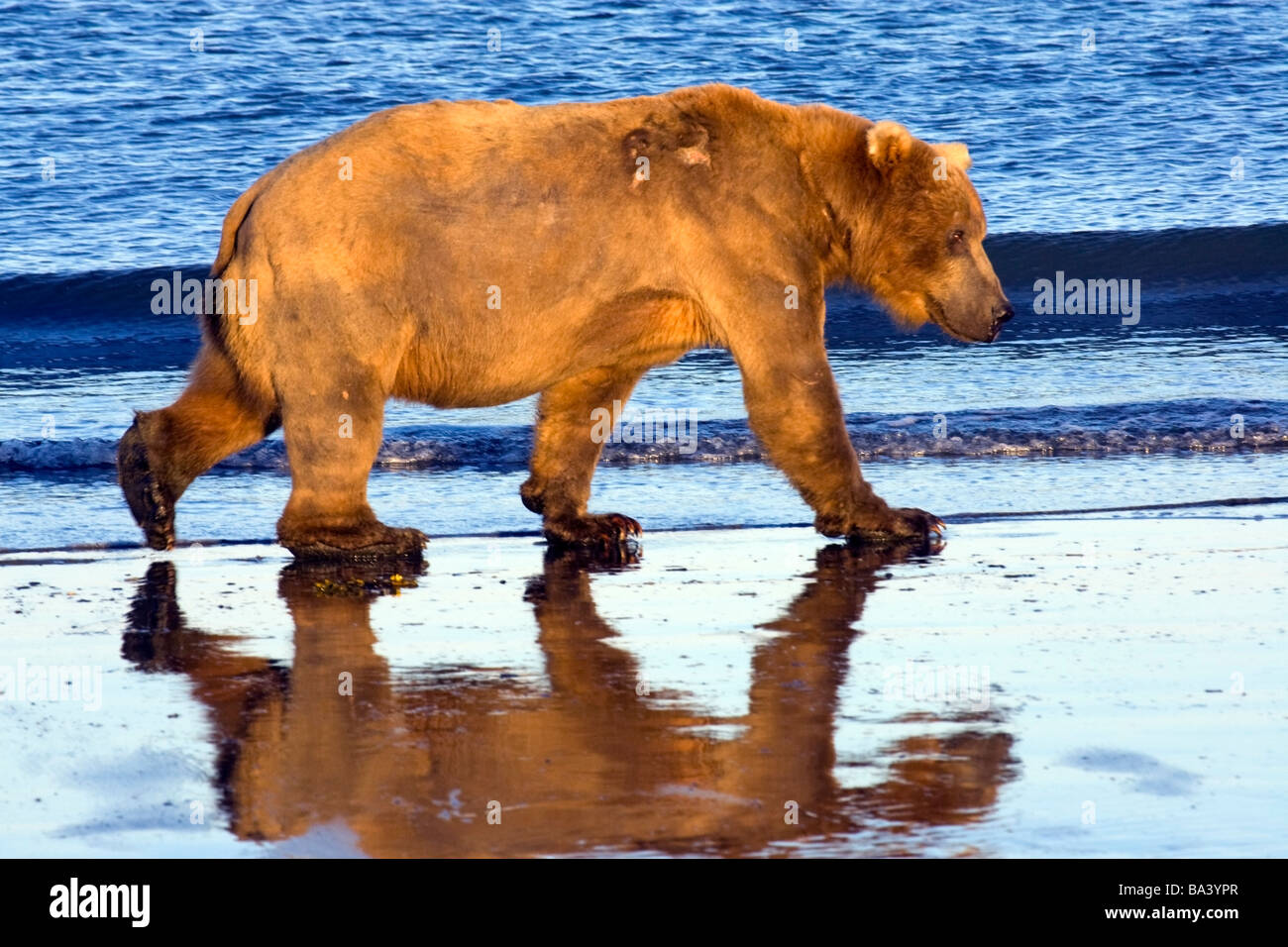 Braunbär Spaziergänge entlang der Küste im Bereich Kaguyak des Katmai Nationalpark, Alaska Stockfoto