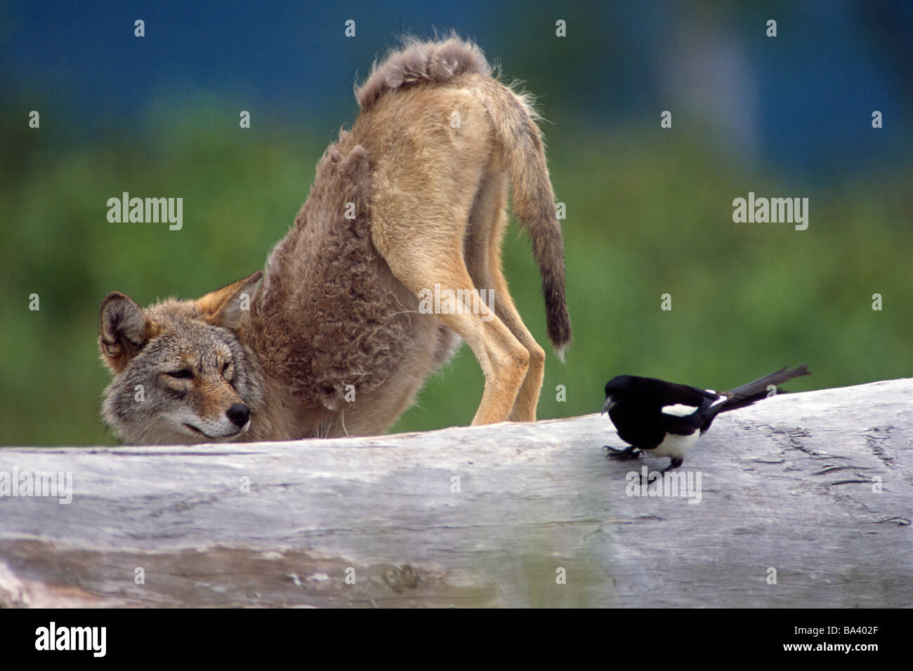 Coyote halb stehend auf Log starrte auf Captive Elster @ Big Game Alaska Yunan Sommer Composite Stockfoto
