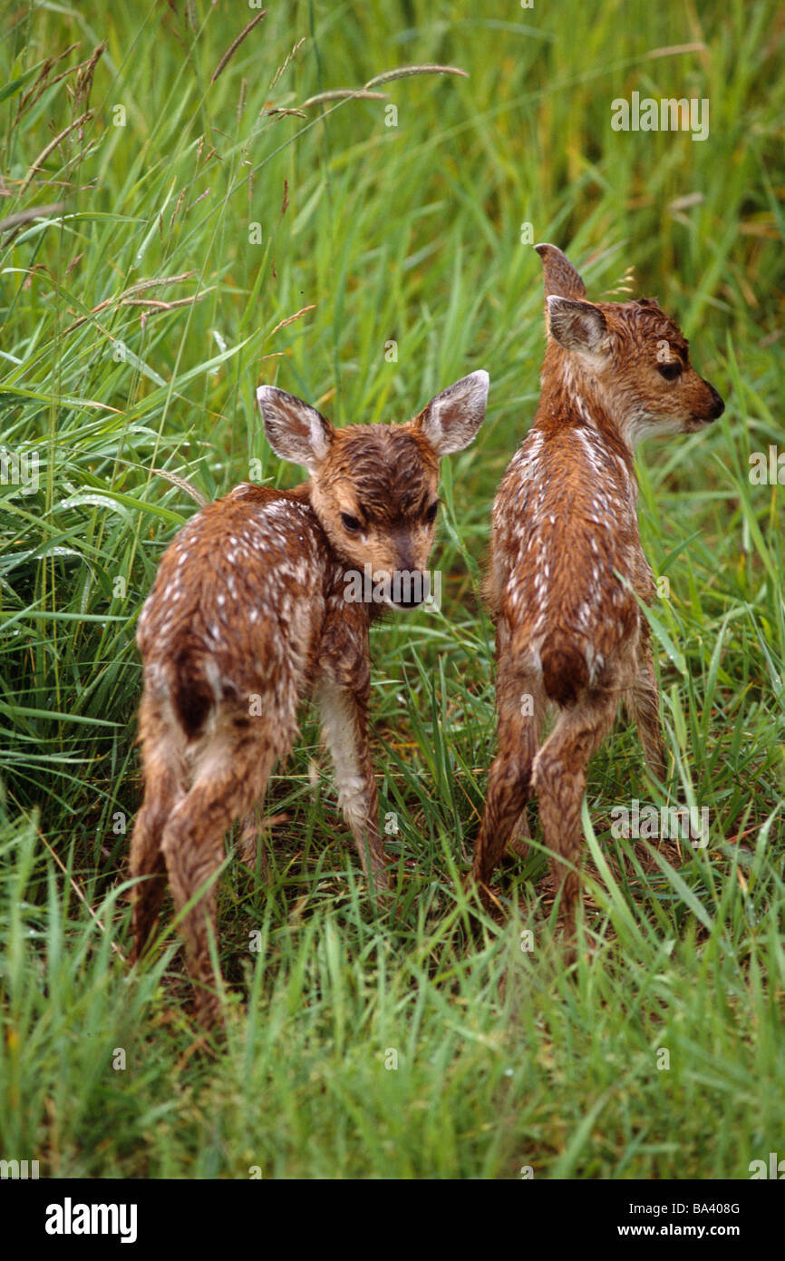 Twin Sitka Blacktail Kitze Gras Captive Alaska Wildlife Conservation Center Frühling Stockfoto