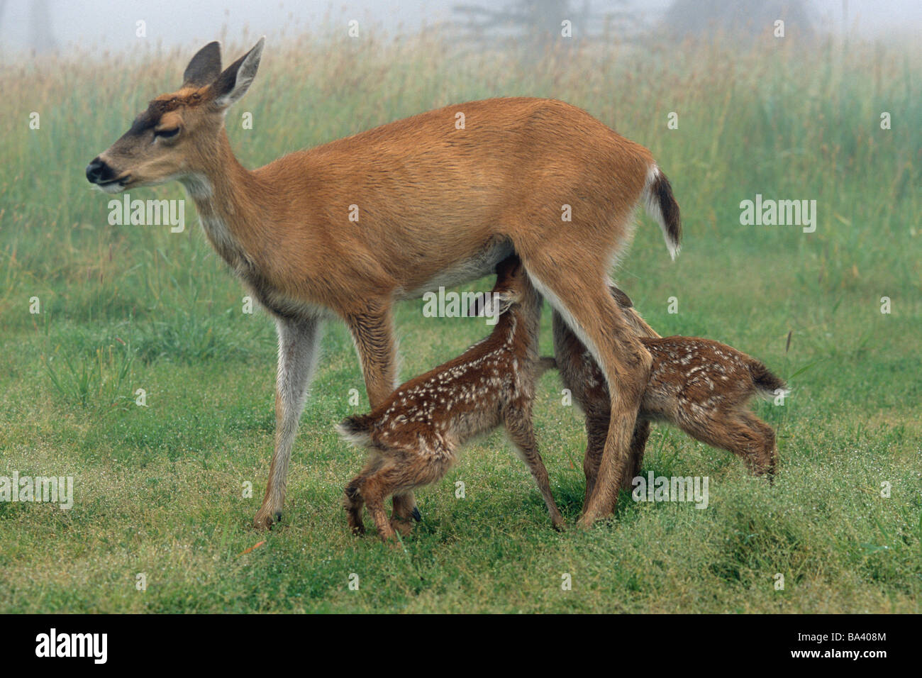 Sitka Black Tail Doe Pflege Kitzen in nebligen Wiese gefangen Alaska Wildlife Conservation Cntr Stockfoto