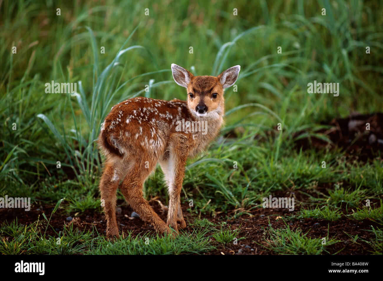 Kleine Sitka Black Tail Rehkitz auf Wiese gefangen Alaska Wildlife Conservation Center Southcental Sommer Stockfoto