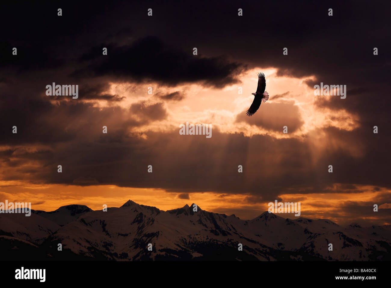 Adult Weißkopfseeadler steigt über die Berge bei Sonnenuntergang in Southeast Alaska. Komposit Stockfoto