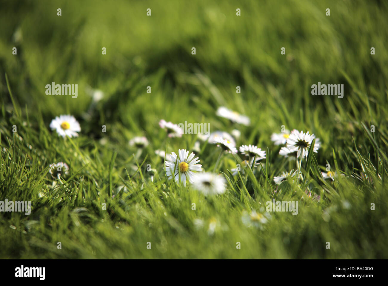 Wiese Gänseblümchen Bellis Perennis detail Gartengras Wiese Blumenwiese Pflanzen Blumen-Wiesenblumen Messung-Liebe-kleine Stockfoto