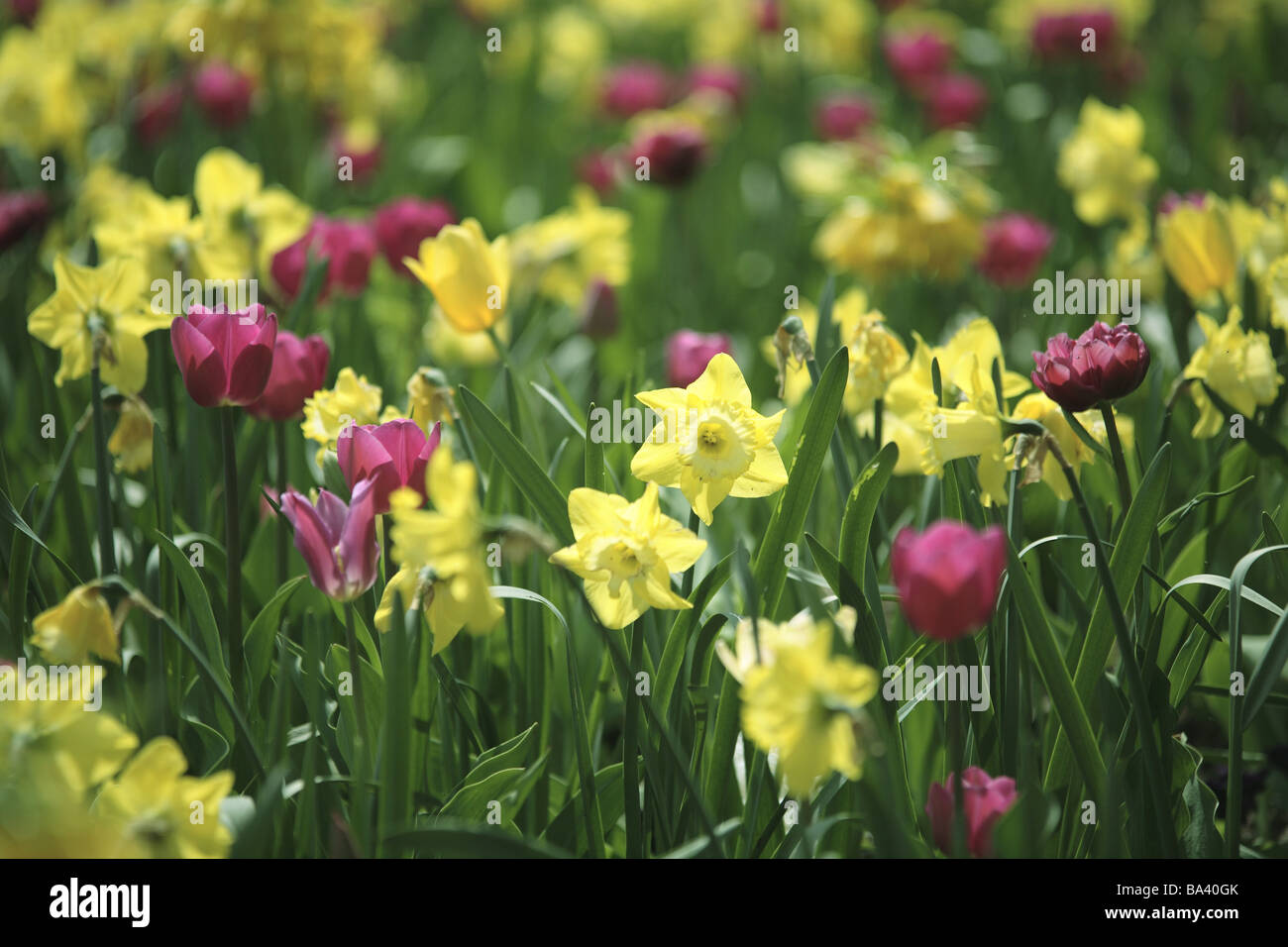 Garten Blumen Bett Blumen detail Blüten gelb lila Blume Gartenbett Pflanzen Ornament Blumen Garten-Blumen Narzissen Tulpen Stockfoto