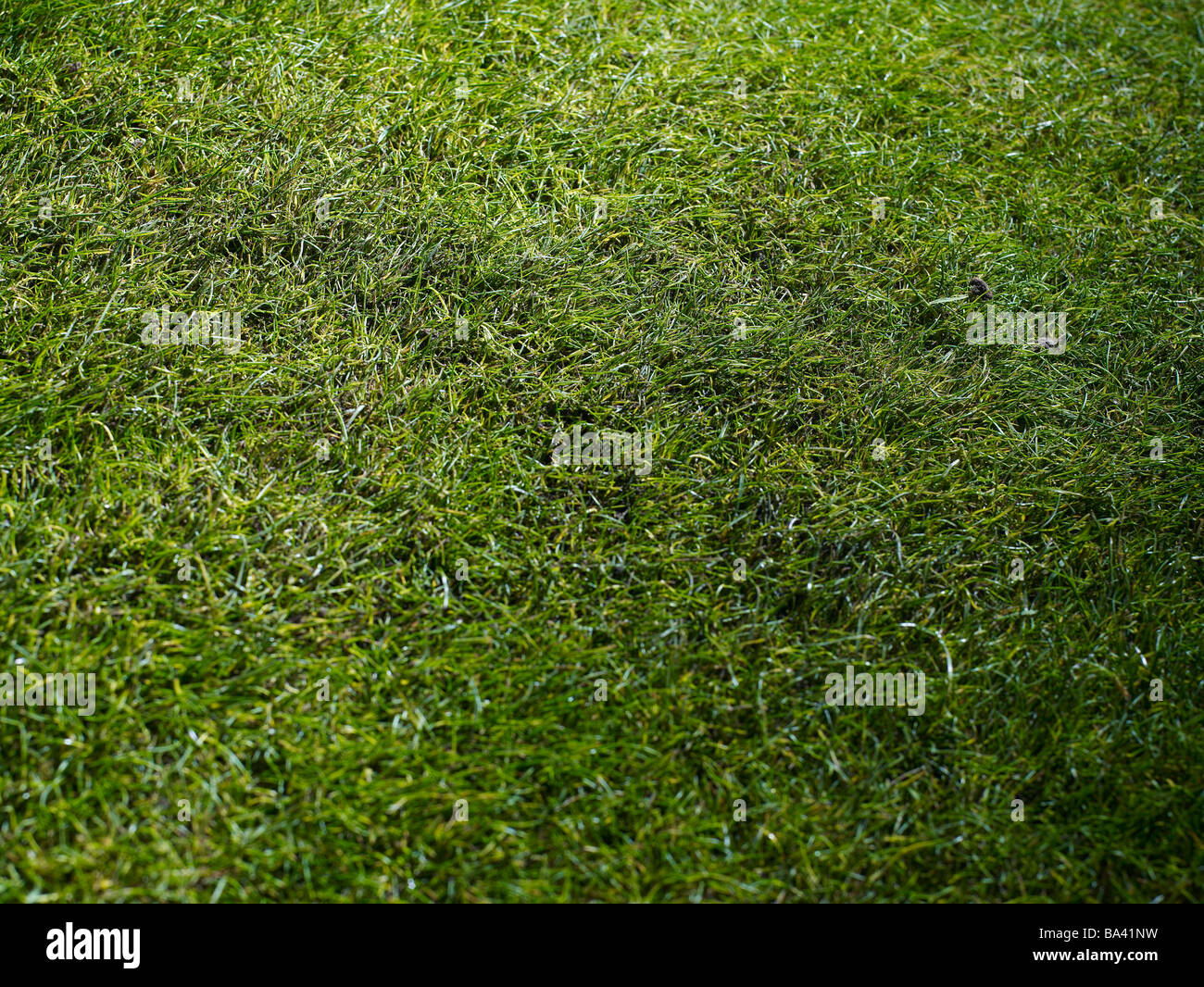 Grass Stockfoto
