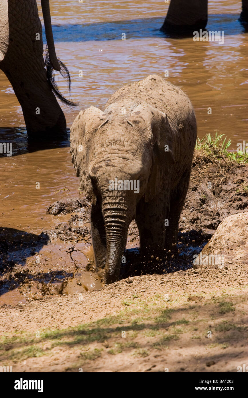 Baby-Elefant Stockfoto