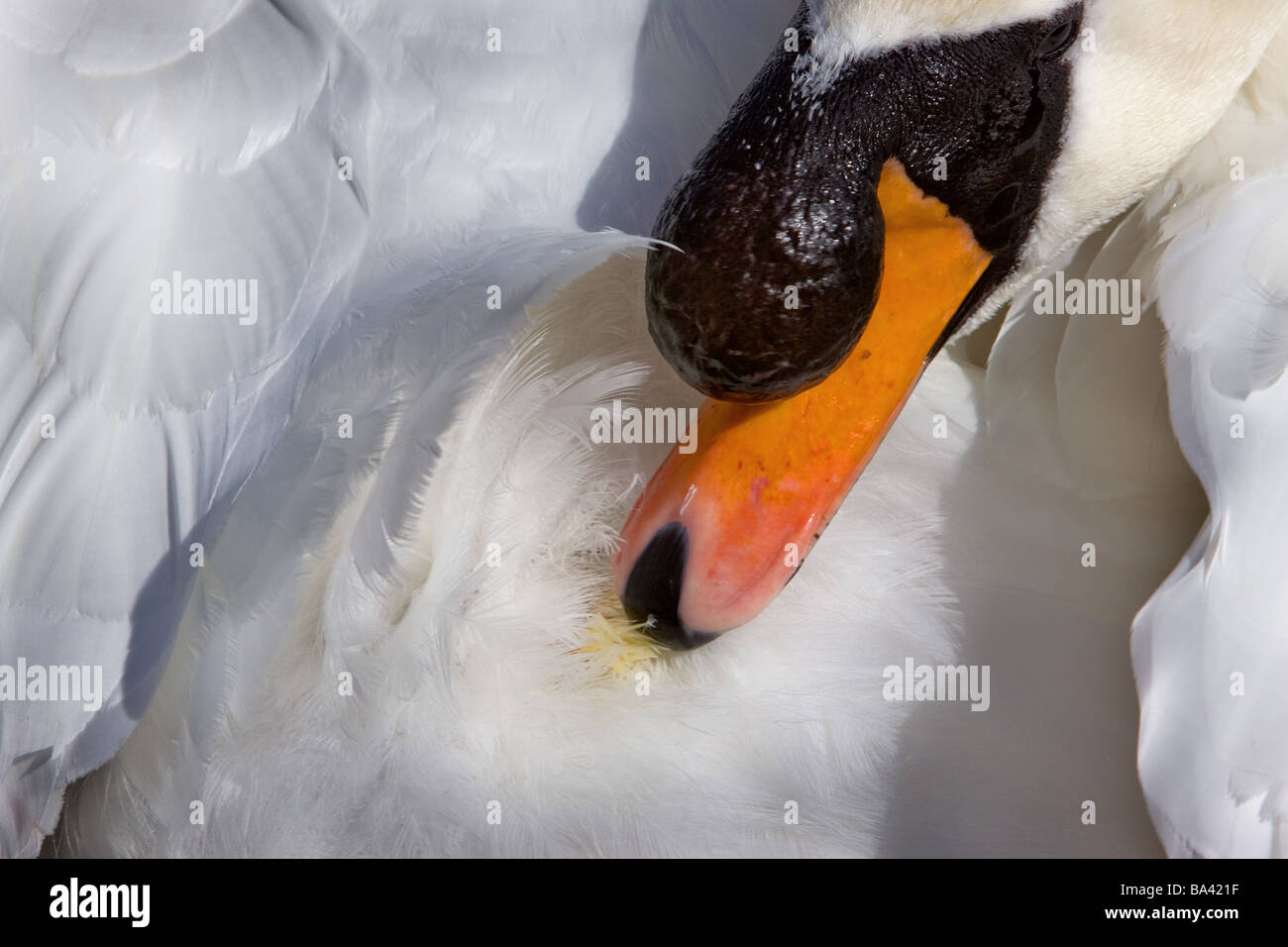 Höckerschwan Vogel putzen Drüse putzen Ölen Federn Stockfoto