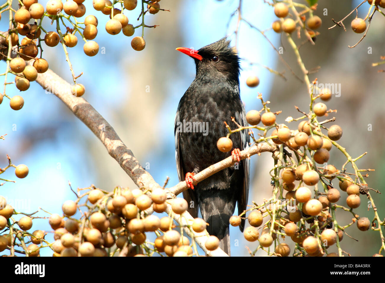 Vogel im Baum-Vorderansicht Stockfoto
