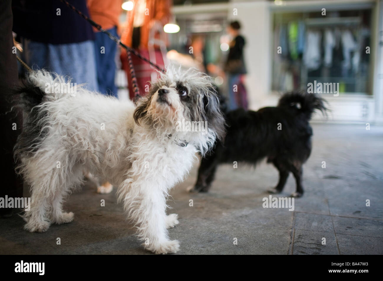 Hunde von Sevilla autonomen Gemeinschaft Andalusien Südspanien Stockfoto