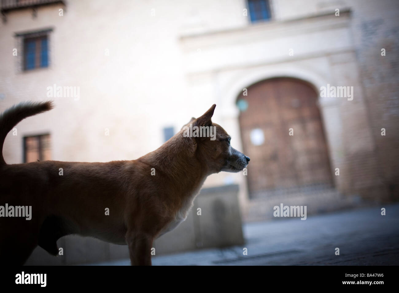 Hund von Sevilla autonomen Gemeinschaft Andalusien Südspanien Stockfoto