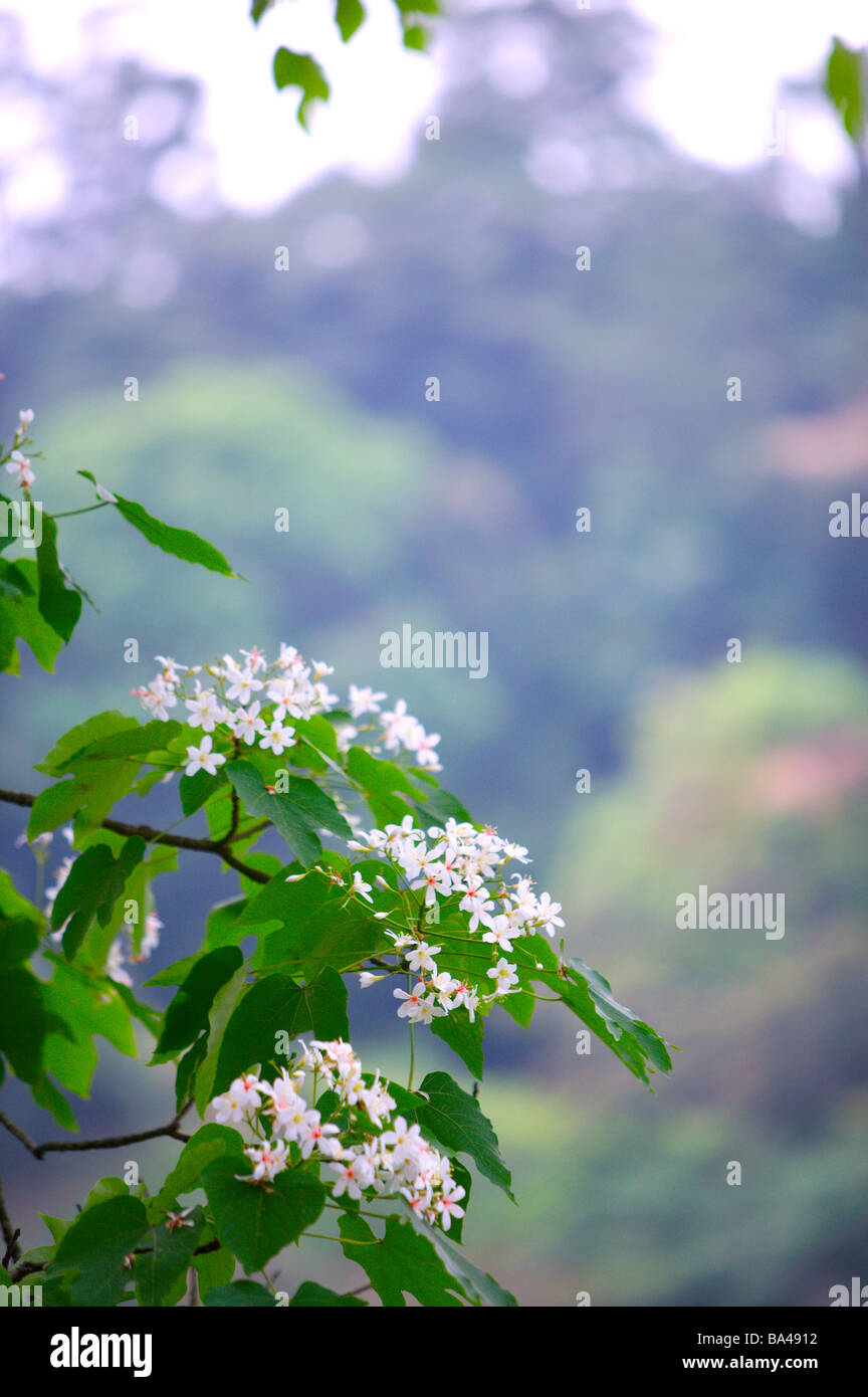 Weiße bewundernswerter mit grünen Blätter Berge und Bäume im Hintergrund Stockfoto