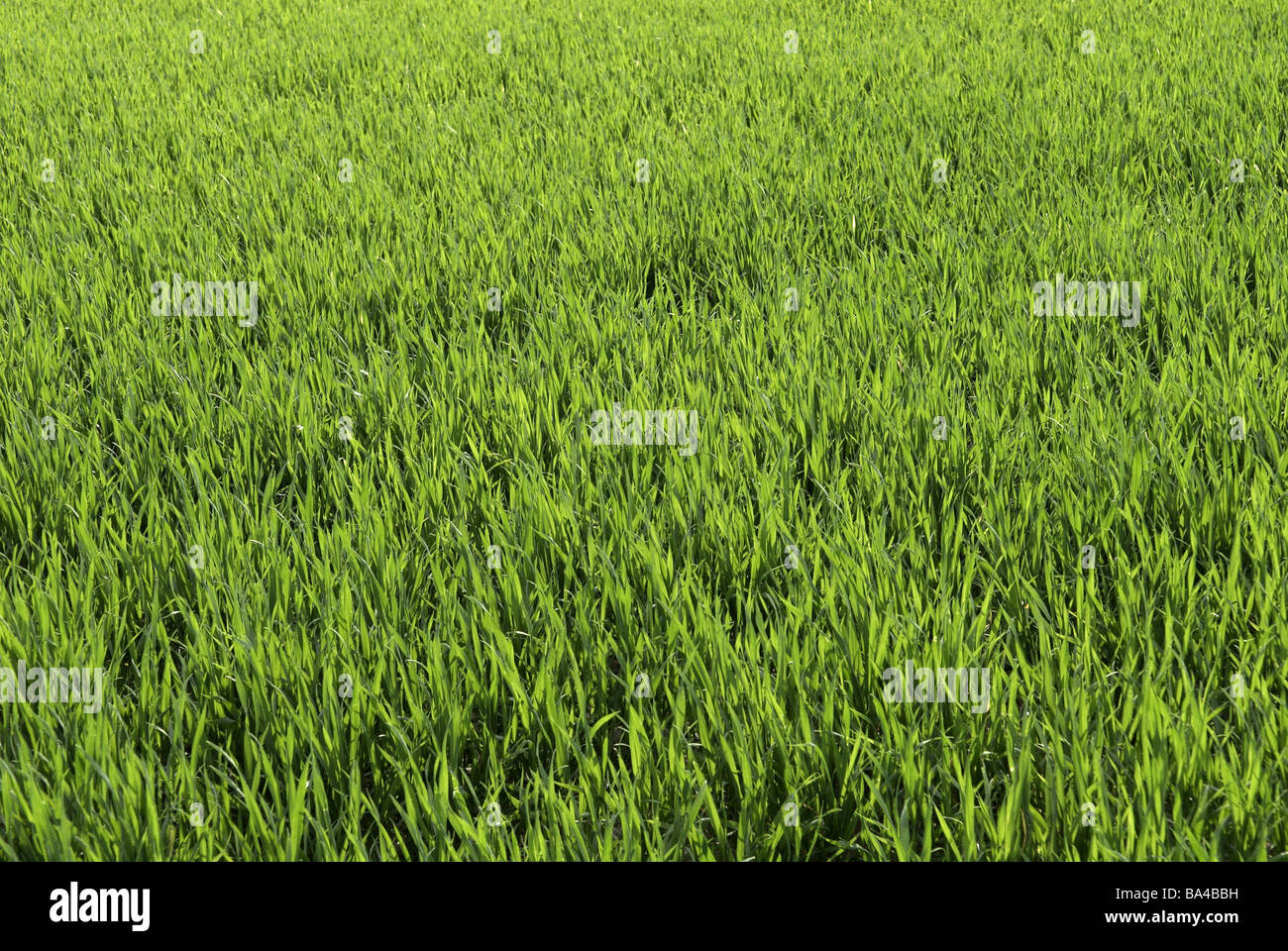 Getreide Getreide-Feld Hintergrund Detail Gerste Instinkt frische junge Frühling Frühling Hintergrund Hintergrund grün 04/2006-slave Stockfoto