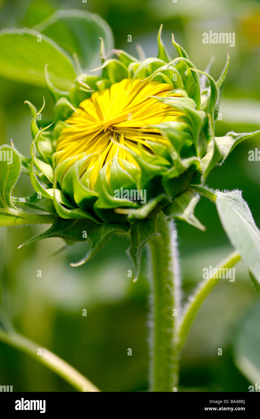 Eine Nahaufnahme einer Sonnenblume Knospe, noch nicht in voller Blüte Stockfoto