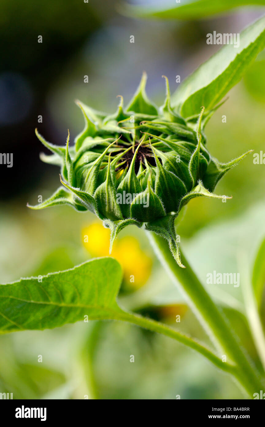 Eine Nahaufnahme einer Sonnenblume Knospe, noch nicht in voller Blüte Stockfoto