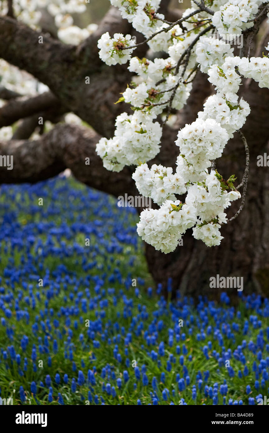 Prunus shirotae. Japanische Kirschbaum in Blüte RHS Wisley Gardens. Surrey, Großbritannien Stockfoto