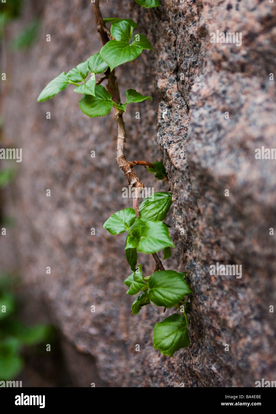 Frühling-Rebe auf Granit Stockfoto