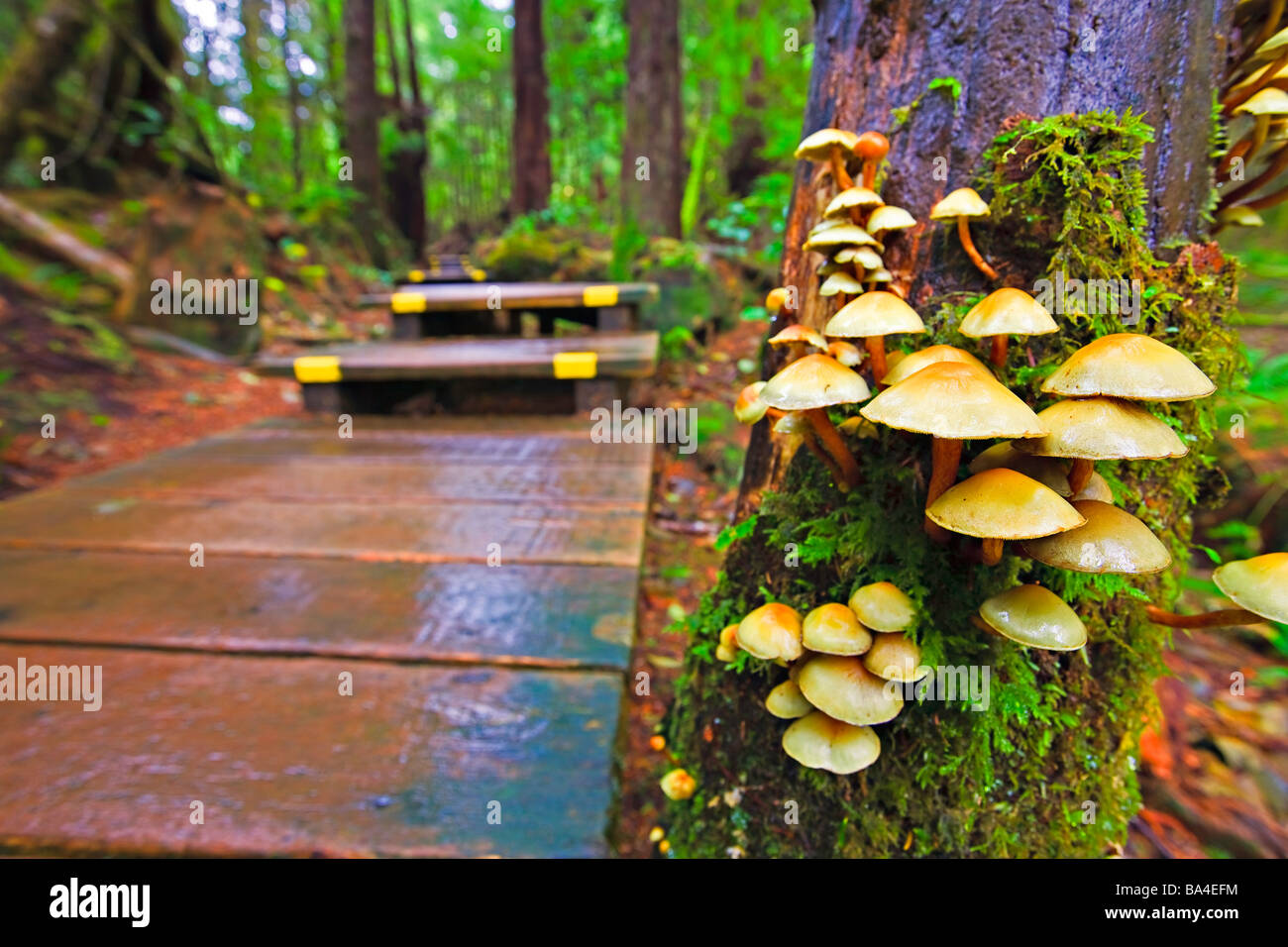 Pilze und Moos auf einem Baum im Regenwald von Maquinna Marine Provincial Park. Stockfoto